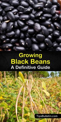 black beans growing in the field with text overlay reading growing black beans a definitive guide