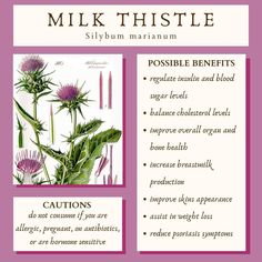 an advertisement for milk thistle with information about the plant and its health benefits in it