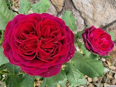 two large red flowers with green leaves on the ground next to some rocks and gravel