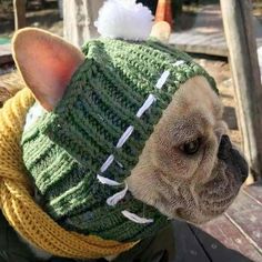 a small dog wearing a green and yellow knitted hat