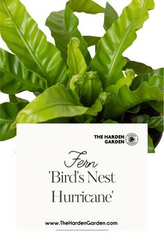 Bring a touch of natural elegance to your home with the Fern 'Bird's Nest Hurricane'. Known for its lush, arching fronds and unique nest-like appearance, this fern adds a captivating and calming presence to any space. Invite the charm of the Fern 'Bird's Nest Hurricane' into your indoor garden today! 🏡💚 #BirdsNestHurricaneFern #HouseplantLovers #IndoorPlants #ElegantFerns #GreenLiving #PlantMom #UrbanJungle #PlantDecor #HouseplantCommunity #GreenThumb Asplenium Nidus, Christmas Plant, Christmas Plants, Plant Lover Gift