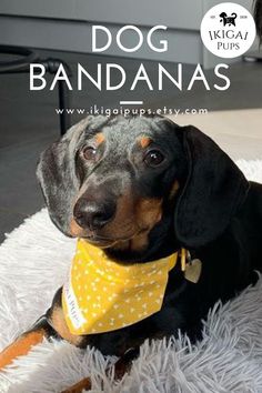 a black and brown dog wearing a yellow bandana on top of a white rug