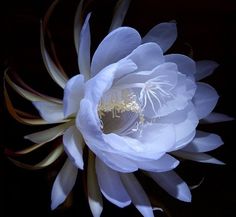 a large white flower is in the dark