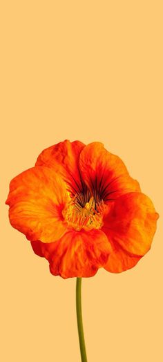 an orange flower on a yellow background