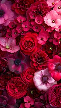 red and pink flowers are arranged together