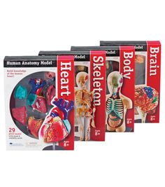 three boxes of model human anatomy models