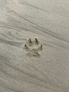 an animal's paw prints in the sand