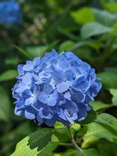 a blue flower with green leaves in the background