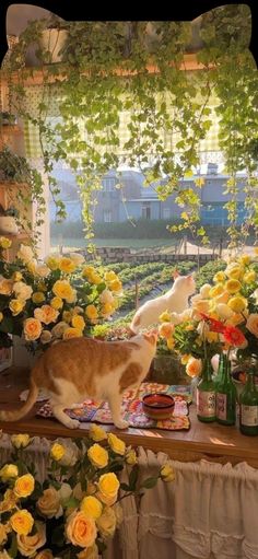 an orange and white cat standing on top of a window sill next to flowers