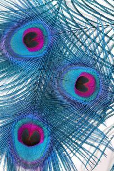 three peacock feathers with red and blue colors