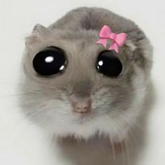 a small gray hamster with a pink bow on it's head and eyes