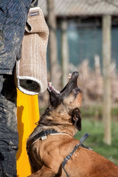 High Quality Photography, Quality Photography, Animal Reference, Group 1, Belgian Malinois, Baby Cows