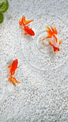 three goldfish are swimming in an aquarium