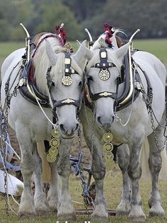 two white horses standing next to each other