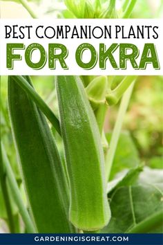 the best companion plants for okra