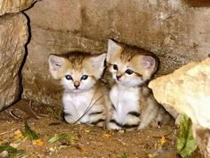 two small kittens sitting next to each other under a stone wall and looking at the camera