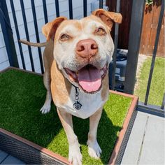 a brown and white dog standing on top of a green mat