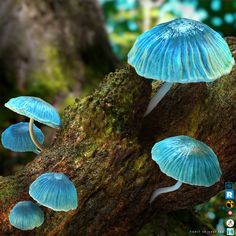 several blue mushrooms growing on the side of a tree