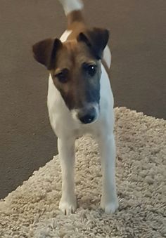 a brown and white dog standing on top of a rug