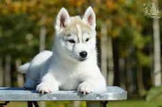 a white and brown puppy sitting on top of a metal bench in front of trees