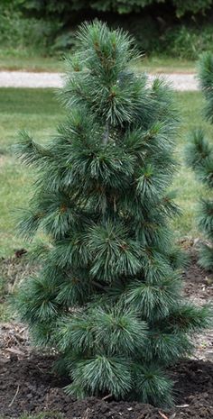 two small pine trees are in the dirt