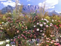 a field full of wildflowers with mountains in the background