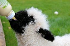 a black and white sheep drinking milk from a bottle