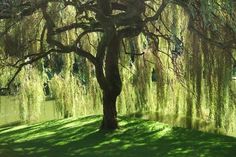 a large tree sitting in the middle of a lush green field