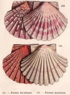 three different types of seashells are shown in this antique print from the late 19th century