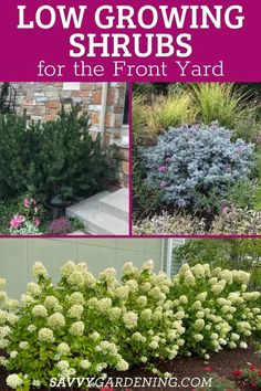 different types of shrubs with text overlay that says low growing shrubs for the front yard