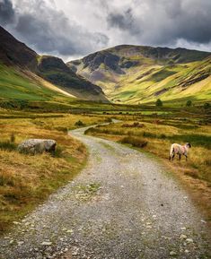 a horse standing on the side of a dirt road next to a lush green hillside