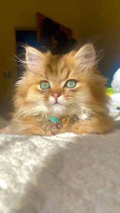 an orange cat with blue eyes laying on the floor