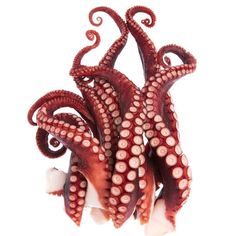 an octopus on white background with clippings to the bottom for text or image