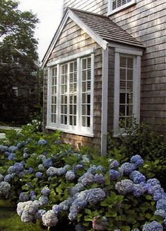 blue and white hydrangeas in front of a small house with a shingled roof