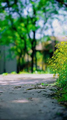 green plants growing on the side of a road in front of trees and grass with a house in the background