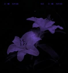 two purple flowers sitting in the dark on top of a glass plate with an arrow pointing to it