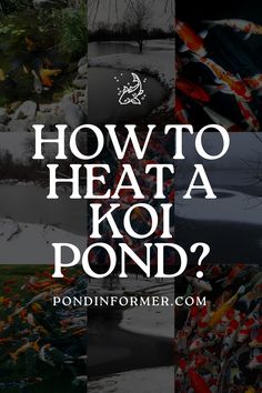 Article about how to heat a koi pond, exploring methods, costs, and tips to maintain a warm and healthy environment for your koi during winter.

Koi pond heating methods, Pond heater costs, Winter pond care