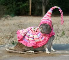 a small rodent wearing a pink knitted sweater