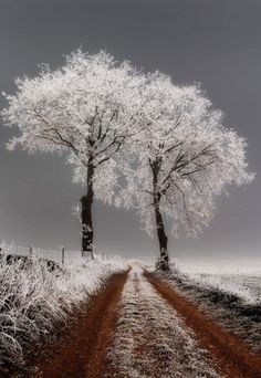 two trees on the side of a dirt road