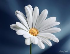 a white flower with a yellow center on a blue background