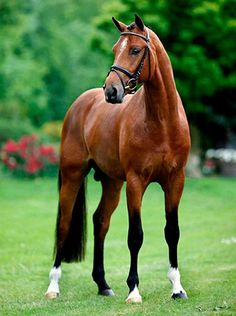 a brown horse standing on top of a lush green field next to trees and bushes