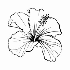 a black and white flower on a white background