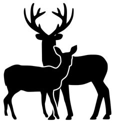 two deer standing next to each other on a white background