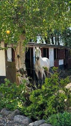 a white horse standing next to a tree in front of a building with doors open