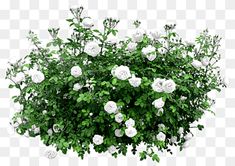 white flowers and green leaves are arranged in the shape of a potted plant, on a