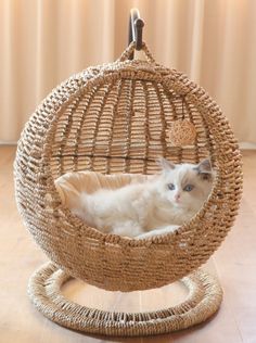 a white cat laying in a wicker hanging chair