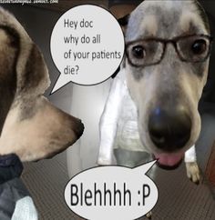 two dogs wearing glasses and one has a speech bubble with the words blehnh h p