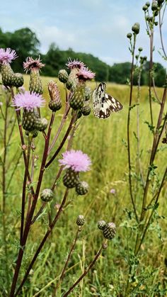 a field full of purple flowers and green grass with butterflies on it's wings