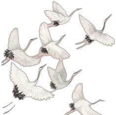 several white birds flying in the air together with their wings spread out and one bird has its head down