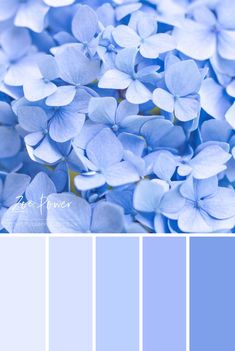 blue color palette with white flowers in the center and light blue hues on each side